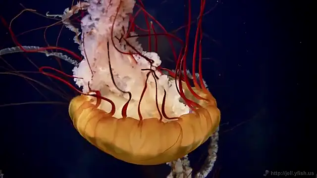 streamy test15 online show from February 27, 8:58 am