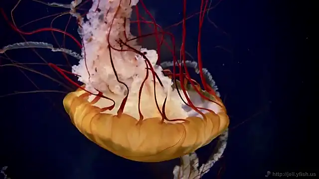 streamy test15 online show from March 13, 1:40 pm