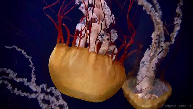 streamy test15 online show from March 31, 7:42 am