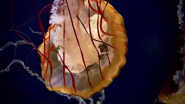 streamy test15 online show from April 17, 6:38 am