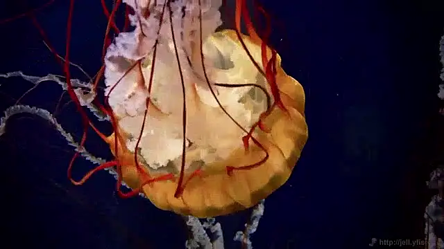 streamy test15 online show from April 20, 11:24 am