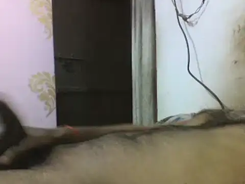 Desi GfBf online show from March 3, 5:50 pm