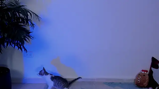 Snapshot of wendymoah chatting on December 17, 3:28 am wendymoah online show from December 17, 3:28 am