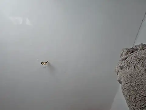 charlye inkkkk online show from March 1, 10:13 am