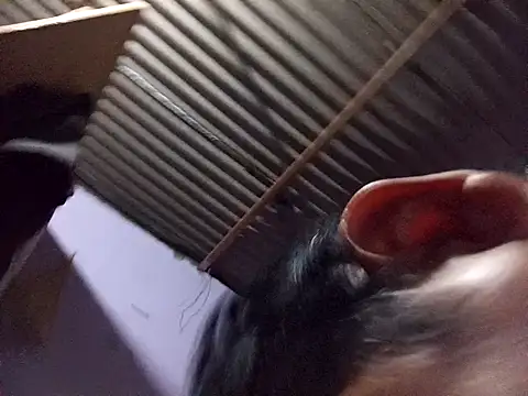 ardiente47 online show from January 13, 5:24 am