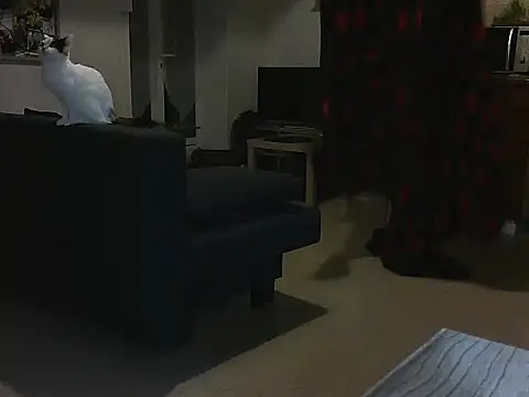 Snapshot of Lauzo21 chatting on March 5, 3:51 am Lauzo21 online show from March 5, 3:51 am