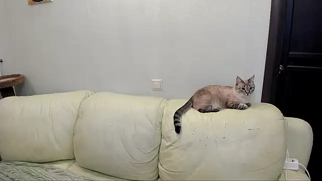 Snapshot of Pawsitive_Panther chatting on December 17, 3:39 pm Pawsitive Panther online show from December 17, 3:39 pm