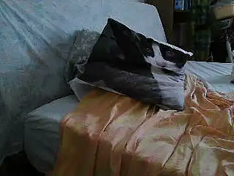 VeneRed online show from July 10, 11:24 am