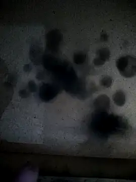 Leocesar37 online show from April 13, 2:17 am