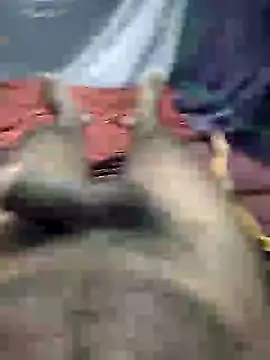 Snapshot of mallucallboy2104 chatting on January 3, 8:32 pm mallucallboy2104 online show from January 3, 8:32 pm
