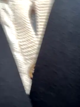 babydolll online show from September 19, 12:06 pm