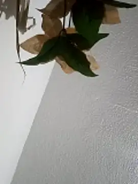 Naomy veracruz  online show from April 11, 10:19 am