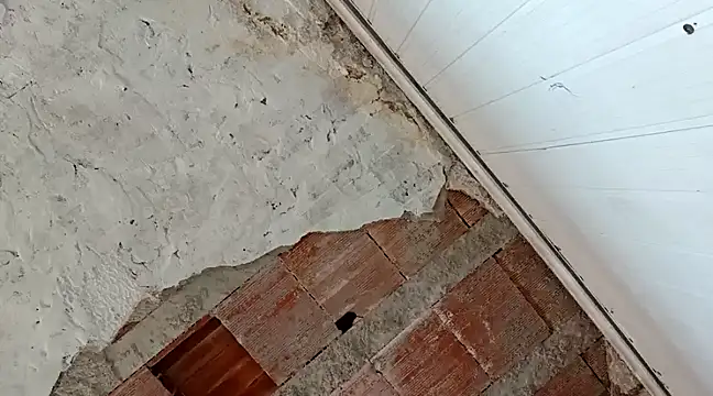 frotasso online show from January 18, 4:31 pm