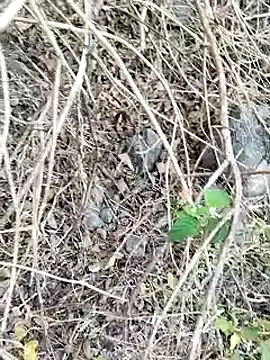 Snapshot of Guru2 chatting on January 26, 2:03 am Guru2 online show from January 26, 2:03 am