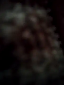 RODRI POLLADURA online show from November 28, 2:42 pm