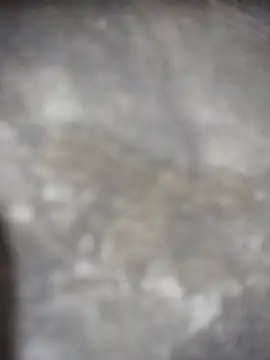 Snapshot of Feeroo11 chatting on April 16, 4:41 pm Feeroo11 online show from April 16, 4:41 pm