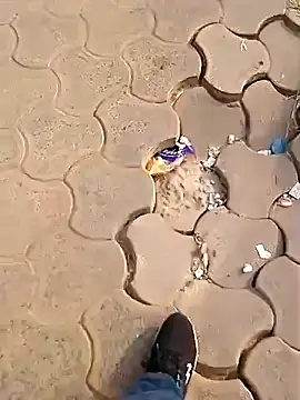 Raj41 online show from December 2, 2:50 am