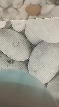 Snapshot of Playboy_bhabhi_00 chatting on February 25, 8:14 am Playboy bhabhi 00 online show from February 25, 8:14 am