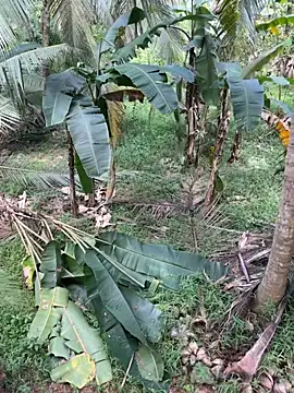 TeenLk online show from December 5, 4:54 am