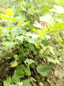 himvilohi08 online show from October 16, 3:40 am