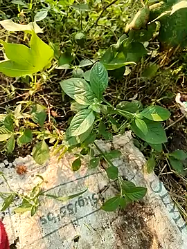 himvilohi08 online show from October 21, 10:49 am