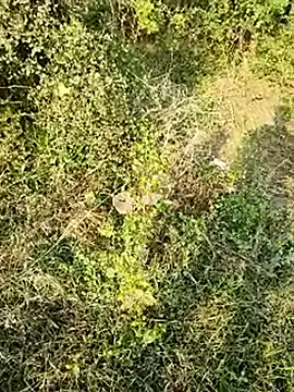 himvilohi08 online show from January 10, 10:50 am