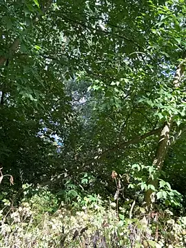 FavoriteKira online show from July 12, 3:03 pm