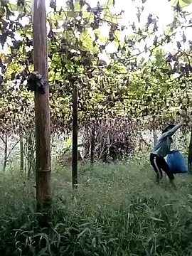 ngan-cute online show from October 22, 11:15 pm