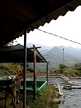 ngan-cute online show from November 21, 2:21 am