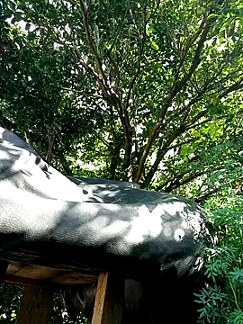 AlphaAlterX online show from December 16, 7:52 pm