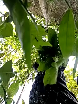 callistra online show from October 30, 5:20 am