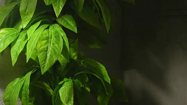 WaiMarxen online show from September 19, 11:22 am