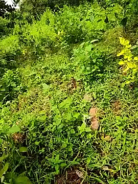 Snapshot of telugumodda4396 chatting on September 23, 8:06 am telugumodda4396 online show from September 23, 8:06 am