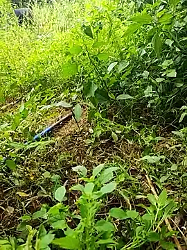 Snapshot of telugumodda4396 chatting on October 19, 6:14 am telugumodda4396 online show from October 19, 6:14 am