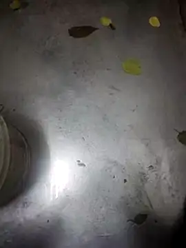 Snapshot of telugumodda4396 chatting on November 13, 9:30 am telugumodda4396 online show from November 13, 9:30 am