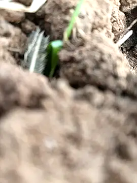 DirtybhabhiGoal online show from November 22, 6:56 am