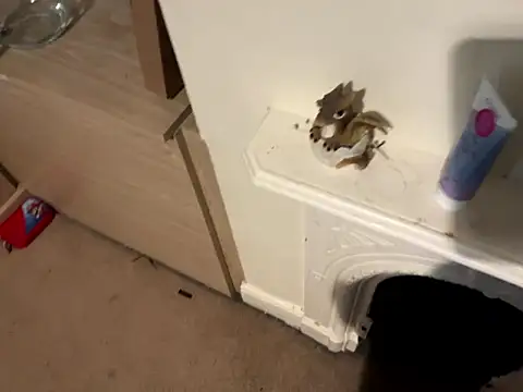 Scarletcum22 online show from January 11, 11:37 am