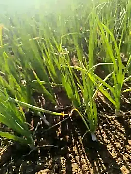 devil boy 0909 online show from March 25, 2:50 am