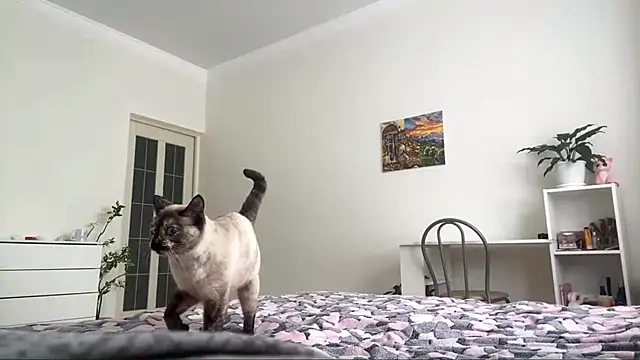 GingerMikos online show from November 6, 8:04 am