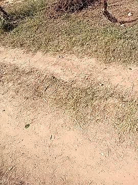 Neetujk online show from November 17, 5:02 am