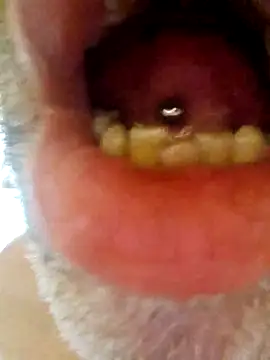 Snapshot of CDY74 chatting on November 28, 2:42 pm CDY74 online show from November 28, 2:42 pm