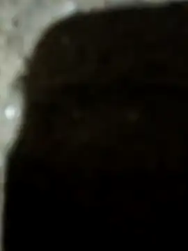 Karisma ji online show from January 10, 3:25 pm