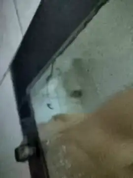 Amoooooun online show from January 15, 7:13 am