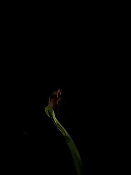 marcoboss online show from December 13, 10:26 pm