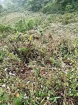 seacyre online show from April 16, 12:44 am