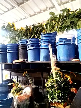 Almeyjose online show from January 13, 2:44 pm