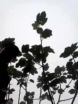 Snapshot of him220 chatting on March 7, 2:08 am him220 online show from March 7, 2:08 am