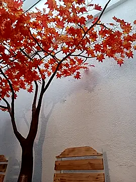 Dante Knox online show from March 25, 11:16 am