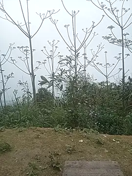 cutebobi online show from March 2, 3:30 am