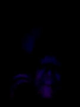 061190 online show from February 28, 3:46 pm